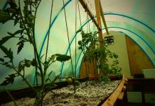 Huerto orgánico de hospital regional de Arica, usa servicios ecosistémicos para tratar a pacientes