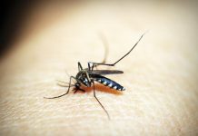 Janssen anuncia un nuevo mecanismo de acción contra el dengue, que se muestra prometedor en datos publicados en Nature