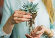 plantas para mejorar la salud de tu hogar
