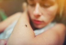 Dengue el mosquito que tiene a 7 regiones del país en alerta. Sepa cómo identificarlo y prevenir la enfermedad