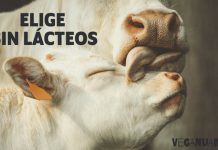 bebidas vegetales
