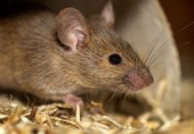 Experta UCSC recomienda medidas de prevención tras el contagio de hantavirus en cárcel de Concepción