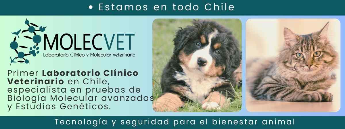 MOLECVET Laboratorio Clínico Veterinario