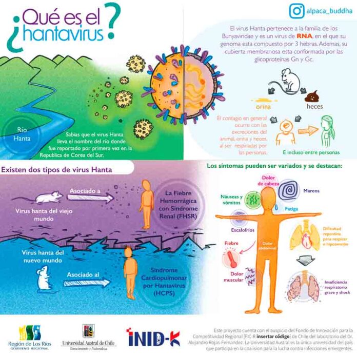 Investigadores de la Universidad Austral y Fundación Ciencia & Vida avanzan hacia una terapia innovadora contra el hantavirus