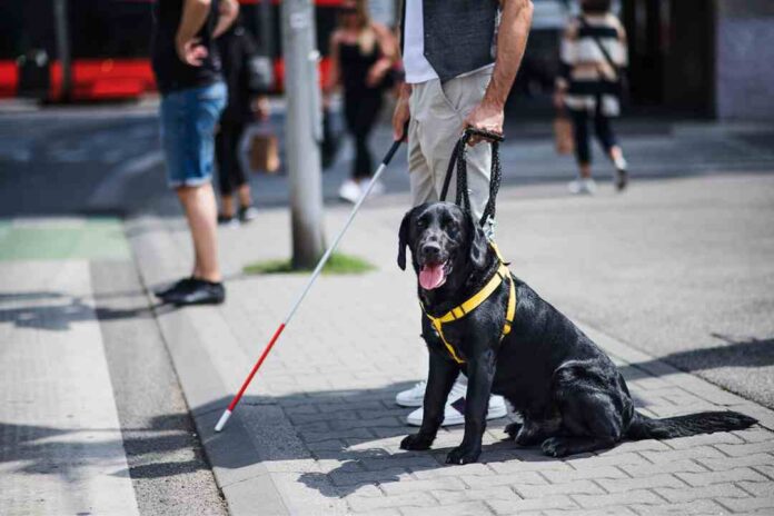 El vínculo entre personas con discapacidad y sus perros de apoyo