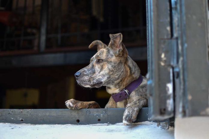 Descuido de mascotas durante las vacaciones: conoce las sanciones que se arriesgan