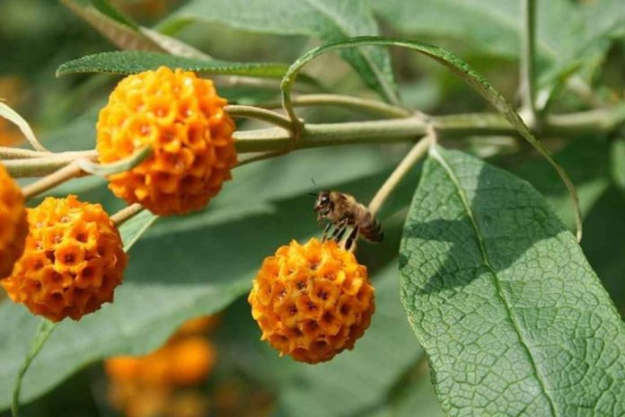 Heridas crónicas pueden ser tratadas con membranas avanzadas hechas en Chile