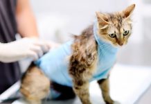 Lo que deben saber los tutores de mascotas sobre la esterilización Lo que deben saber los tutores de mascotas sobre la esterilización