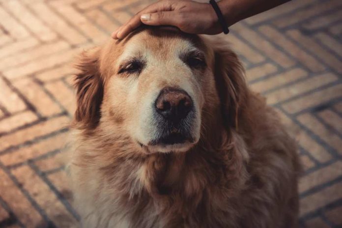 Nueva ola de calor se avecina este fin de semana: ¿Qué cuidados debemos tener con las mascotas senior?