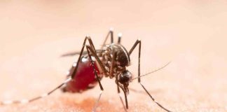 Dengue: ¿Cuáles son los síntomas tras la picadura del mosquito transmisor?