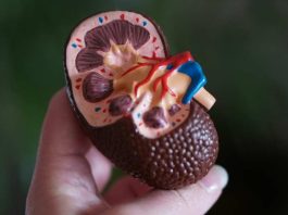 Día Mundial del Riñón: ¿Cómo prevenir la enfermedad renal antes de que sea demasiado tarde?