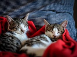 Vetesoft lanza MIAUV, la IA que revoluciona el diagnóstico veterinario