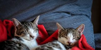 Vetesoft lanza MIAUV, la IA que revoluciona el diagnóstico veterinario