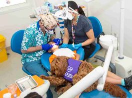 Ansiedad de niños frente a procedimientos dentales disminuye un 65% gracias a perros de asistencia