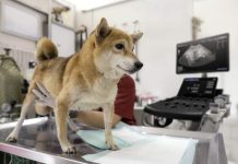 Cómo la ecografía veterinaria aumenta la eficiencia y eficacia de la consulta ayudando a salvar la vida de las mascotas