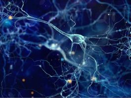 Mayo Clinic revela cambios en las células cerebrales que podrían explicar el síndrome de Tourette