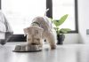 1 de cada 3 perros y 2 de cada 5 gatos sufre sobrepeso en Chile: expertos alertan sobre errores comunes en su alimentación