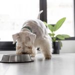 1 de cada 3 perros y 2 de cada 5 gatos sufre sobrepeso en Chile: expertos alertan sobre errores comunes en su alimentación