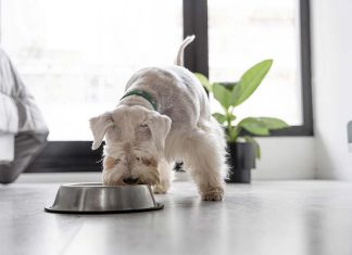 1 de cada 3 perros y 2 de cada 5 gatos sufre sobrepeso en Chile: expertos alertan sobre errores comunes en su alimentación