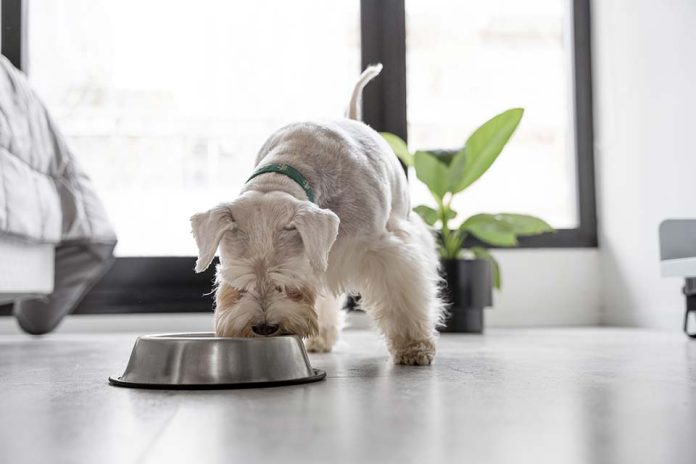 1 de cada 3 perros y 2 de cada 5 gatos sufre sobrepeso en Chile: expertos alertan sobre errores comunes en su alimentación