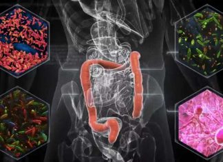A menudo visto como desecho, las heces pueden proporcionar pistas sobre el papel de la microbiota en el tratamiento del cáncer