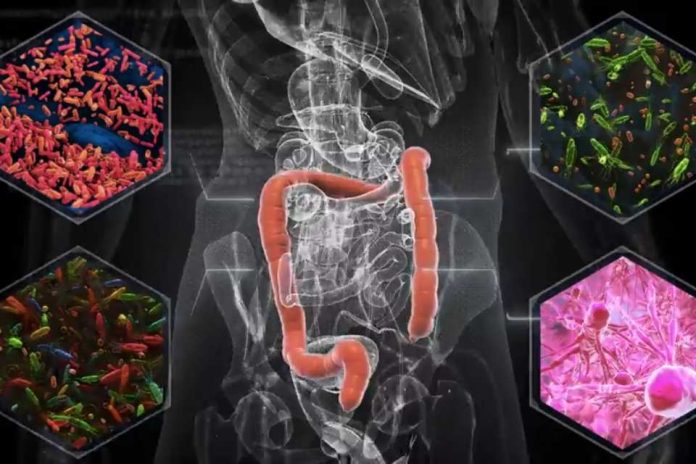A menudo visto como desecho, las heces pueden proporcionar pistas sobre el papel de la microbiota en el tratamiento del cáncer