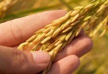 Arsénico en el arroz: Académico UCSC advierte riesgos y entrega claves de consumo seguro