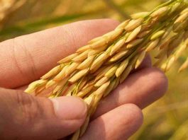Arsénico en el arroz: Académico UCSC advierte riesgos y entrega claves de consumo seguro