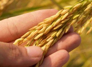 Arsénico en el arroz: Académico UCSC advierte riesgos y entrega claves de consumo seguro