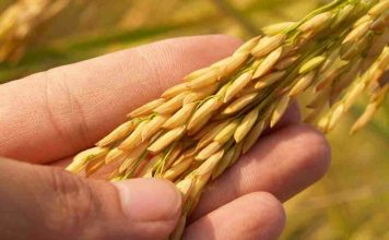 Arsénico en el arroz: Académico UCSC advierte riesgos y entrega claves de consumo seguro