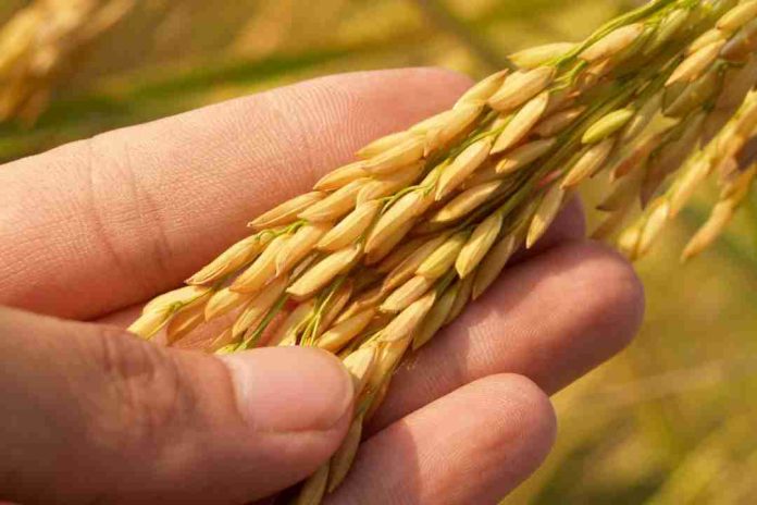 Arsénico en el arroz: Académico UCSC advierte riesgos y entrega claves de consumo seguro