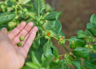 Ashwagandha: la planta viral y “milagrosa” podría tener efectos no deseados en la salud