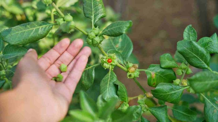Ashwagandha: la planta viral y “milagrosa” podría tener efectos no deseados en la salud