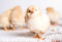 Día mundial del pollo ¿Cómo evitar la muerte de millones de pollitos machos