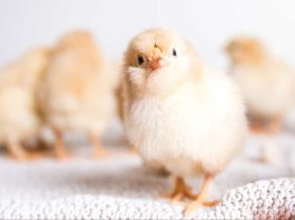 Día mundial del pollo ¿Cómo evitar la muerte de millones de pollitos machos