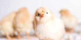 Día mundial del pollo ¿Cómo evitar la muerte de millones de pollitos machos