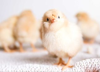 Día mundial del pollo ¿Cómo evitar la muerte de millones de pollitos machos