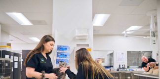 Inteligencia artificial está transformando la salud animal
