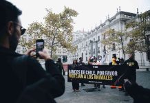 Chile reprueba en bienestar animal financiero: nuevo informe de ONG revela grave omisión