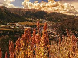Investigación demuestra que los ingredientes de la quinoa (re)programarían el sistema inmunológico