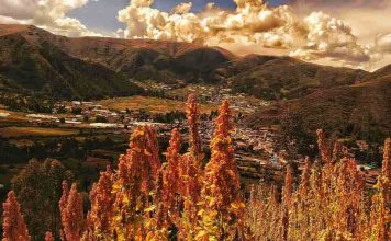 Investigación demuestra que los ingredientes de la quinoa (re)programarían el sistema inmunológico