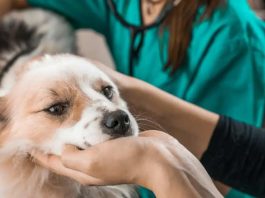 MINSAL modifica norma para que Médicos Veterinarios prescriban psicotrópicos