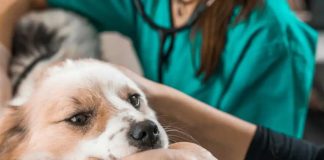 MINSAL modifica norma para que Médicos Veterinarios prescriban psicotrópicos