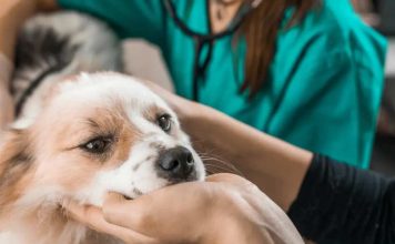 MINSAL modifica norma para que Médicos Veterinarios prescriban psicotrópicos