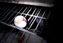Contrabando de huevos: advierten riesgos sanitarios por aumento de ingreso ilegal desde Bolivia