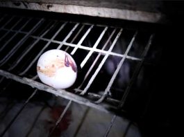 Contrabando de huevos: advierten riesgos sanitarios por aumento de ingreso ilegal desde Bolivia