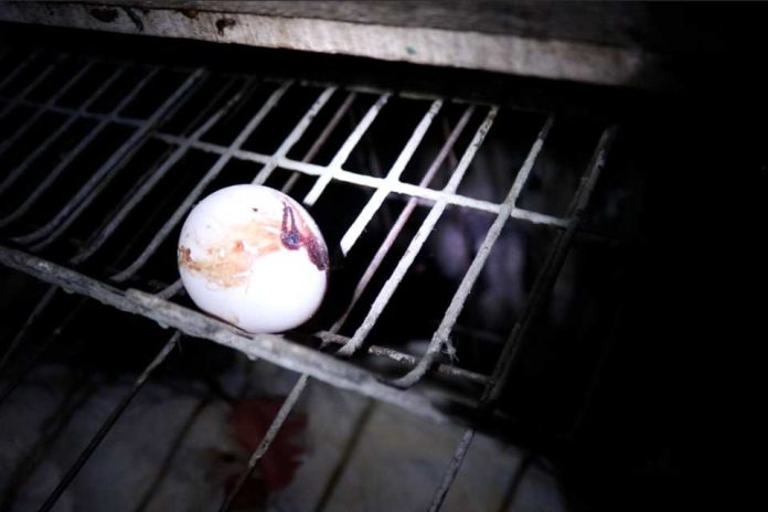 Contrabando de huevos: advierten riesgos sanitarios por aumento de ingreso ilegal desde Bolivia