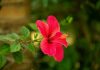 Flor de Jamaica: ¿Qué es y cuáles son los beneficios de esta popular infusión?