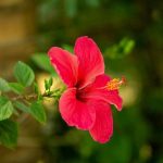 Flor de Jamaica: ¿Qué es y cuáles son los beneficios de esta popular infusión?
