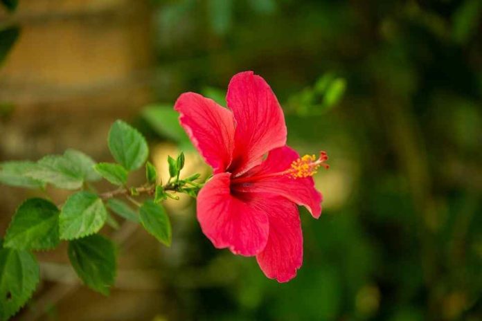 Flor de Jamaica: ¿Qué es y cuáles son los beneficios de esta popular infusión?